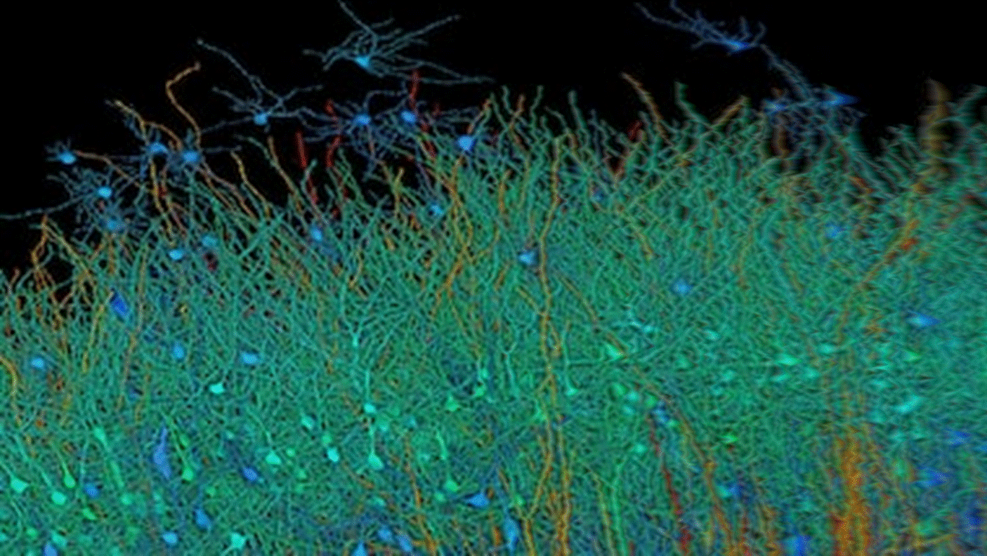 Pesquisadores de Harvard e Google criaram maior mapa de conexes do crebro com 1 milmetro cbico de tecido cerebral